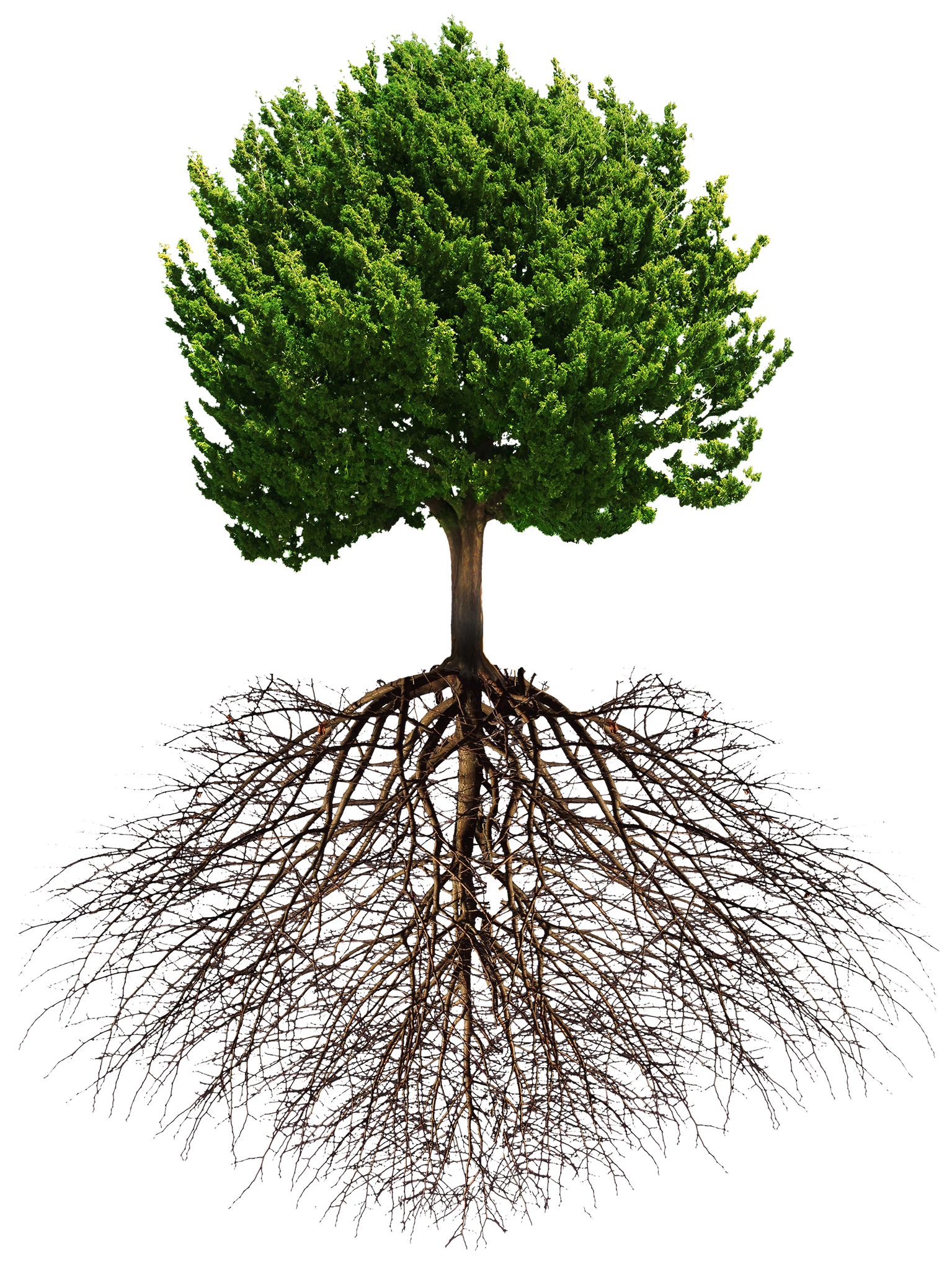 TreewithRoots